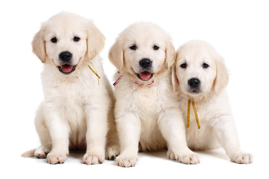 Three white Labrador puppy on white background