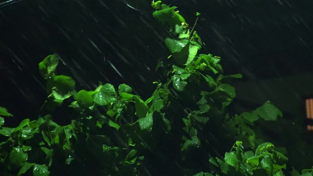 Strong winds and rain shook the trees 
