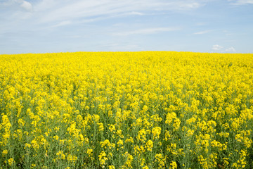 Obraz premium Rapsfeld