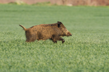 rennendes Wildschwein