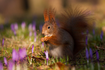 Eichhörnchen im einer Krokuswiese