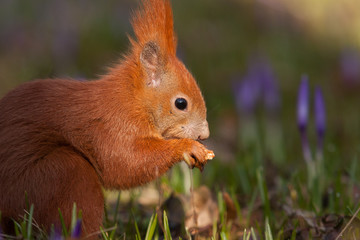 Eichhörnchen im einer Krokuswiese