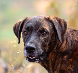 Canary dog