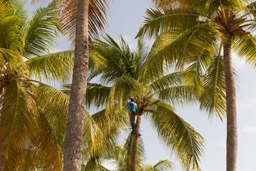 Fototapeta na wymiar Strong deft man picking coconut