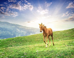 Brown horse galloping across meadow