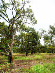 Durian trees