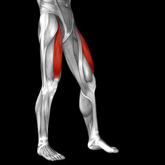 Conceptual 3D human front upper leg muscle anatomy