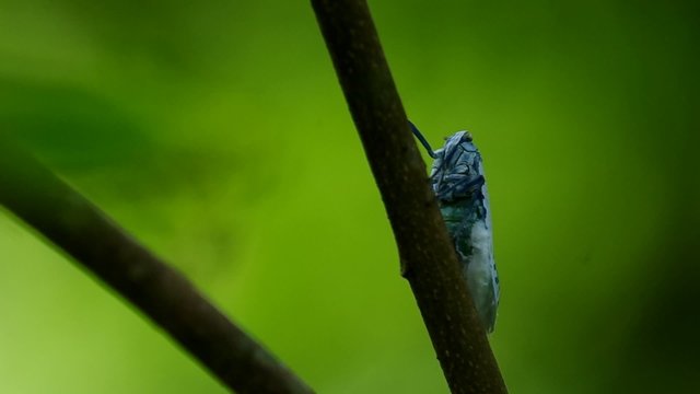 a wild bug is resting on the tree branch in the forest