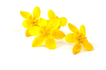 Obraz na płótnie Canvas spring flowers yellow crocus on a white background