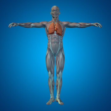 Conceptual anatomical human or man 3D respiratory system