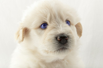 white puppy muzzle South Russian Shepherd closeup