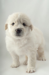 white furry cute puppy South Russian Shepherd