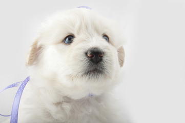 white muzzle puppy large dog closeup