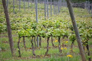 Fototapeta na wymiar Tuscany vine - Italy countryside