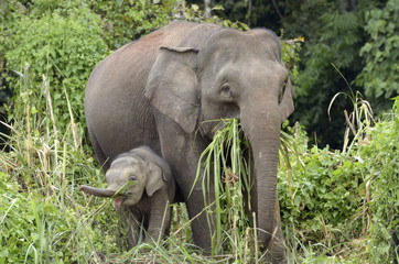 Borneo's Pygmy elephants