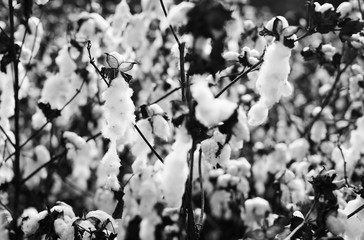 Cotton fields white with ripe cotton