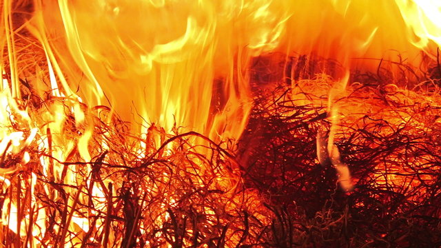Large forest fire close up.