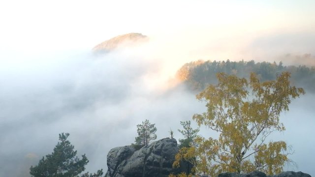 Island with poor birch tree above ocean of morning mist. Bended branches above deep misty valley within daybreak. Foggy and misty morning landscape