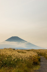 Obraz premium 富士山とススキ