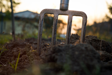 Fototapeta na wymiar pitchfork stucks in the clay during sunset, gardening tools (fla