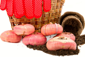Obraz premium gladiolus bulbs with a basket, gloves, rope, peat pots and soil
