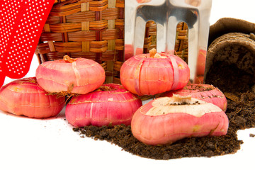 gladiolus bulbs with a basket, garden rakes, gloves, rope, peat