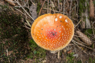 Toadstool / Mushroom / Fungus  