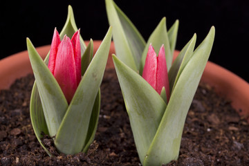 Obraz premium blooming tulips grown in a pot on a black background