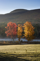 Three Brightly Colored Maple Trees in Autumn in Catskill Mountains