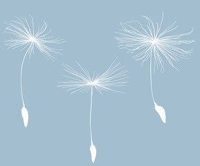 three white dandelion seeds silhouette isolated on blue