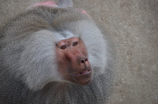 Grey Baboon