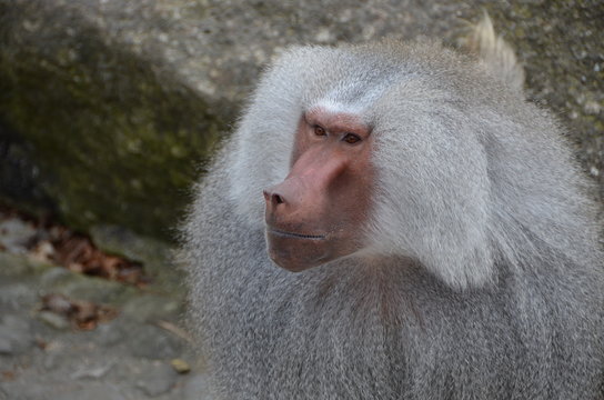 Grey Baboon