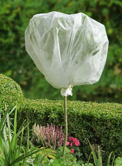 Voile d'hivernage sur plante