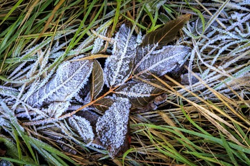 frozen twig on grass