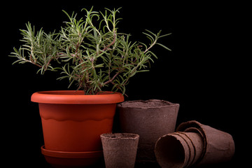 rosemary bush and peat pots on a black background