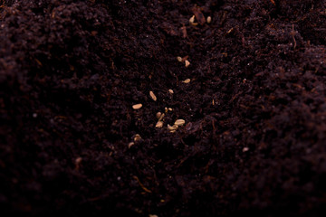 carrot seeds sown in the ground closeup