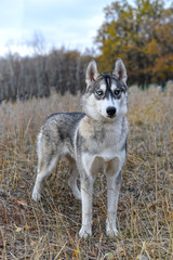 the gray wolf in the autumn forest