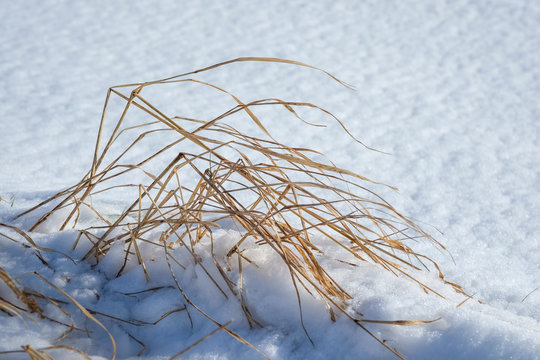 Grashalme im Schnee