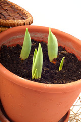 pot of tulips sprouted and baskets