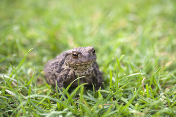 Naklejka na ściany i meble Toad in amongst green grass