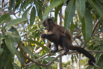 Fototapeta premium Mono comiendo plátano