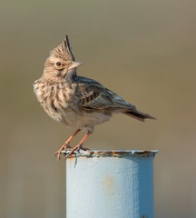 Crested lark perched on a metal fence