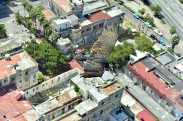 The American vultures (Cathartidae Lafresnaye) soars over Havana Cuba.