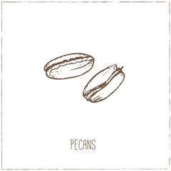 Nuts. Sketches. Hand-drawing.