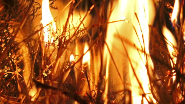 Fire burning forrest grass close up.