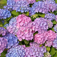 Hortensie - Hydrangea