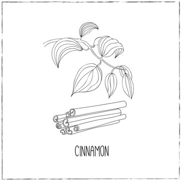 Cinnamon. Kitchen hand-drawn herbs and spices