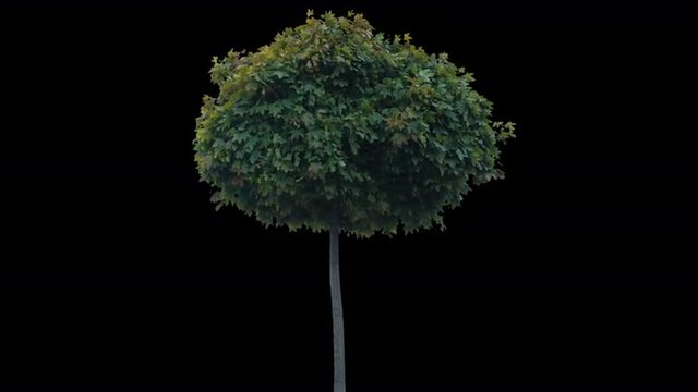 High quality 10bit footage of maple tree on the wind with Alpha Channel. Made from RAW footage.