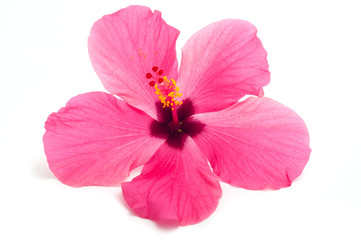 hibiscus flower isolated on white background - obrazy, fototapety, plakaty