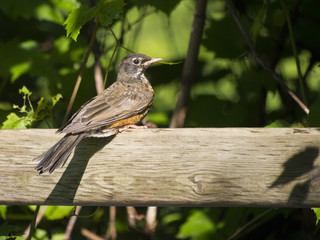 American Robin